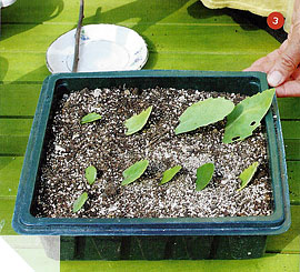 Imagen del libro Multiplicar las Plantas del Huerto y el Jardn