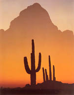 Cactus ante una montaña