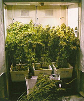 Imagen del libro Marihuana: Fundamentos de Cultivo