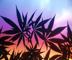 Hojas de cannabis sabiva, a contraluz